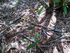 Cleistesiopsis bifaria