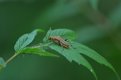 Stenocorus meridianus