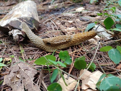 Echinix rugosa