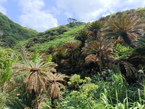 Cycas revoluta