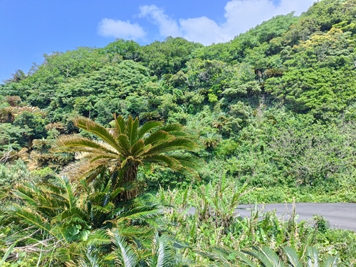 Cycas revoluta