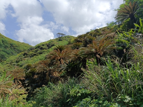 Cycas revoluta