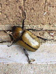 Dynastes tityus