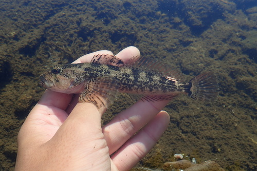 Riffle sculpin (Cottus gulosus) — Cottidae — 4