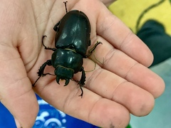 Lucanus cervus