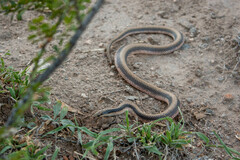 Banded Pampas Snake