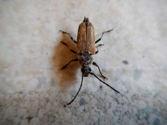 Trigonarthris