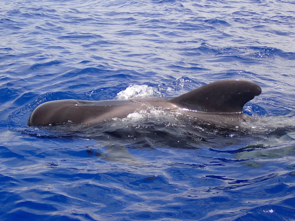 Short-finned pilot whale surfacing in deep blue sea