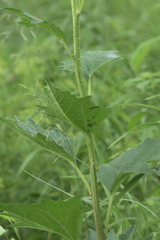 Arnoglossum reniforme