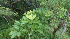 Daphniphyllum calycinum
