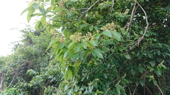 Microcos paniculata