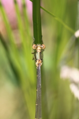 Chalcolestes viridis