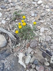 Xanthisma grindelioides