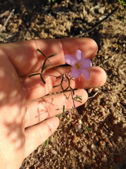 Oxalis gracilis