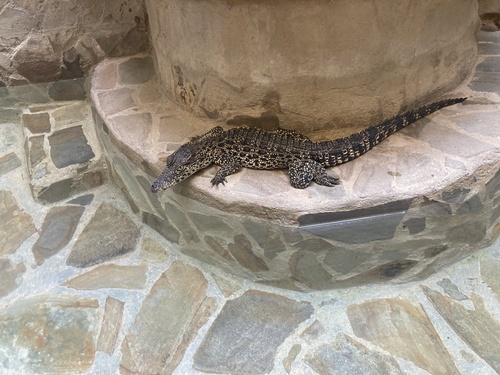Cuban Crocodile