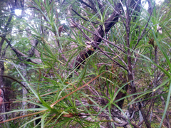 Dracophyllum sinclairii