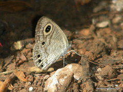 Ypthima huebneri