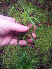 Dracophyllum sinclairii