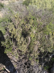 Argyrolobium petiolare