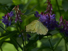Gonepteryx rhamni