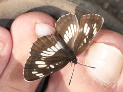 Neptis rivularis