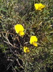 Argyrolobium petiolare