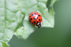 Harmonia axyridis