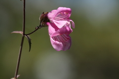 Penstemon richardsonii