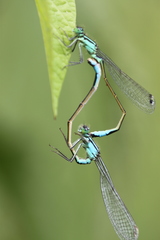 Ischnura elegans