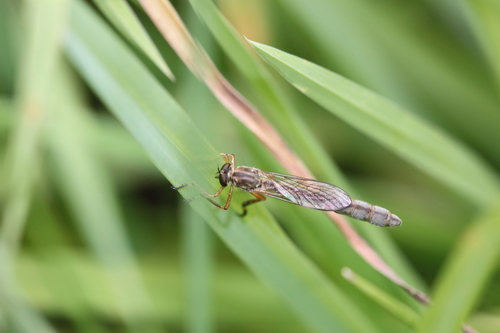 Slender Striped Robberfly, Alkmaar, Nederland, photo 4 of 10