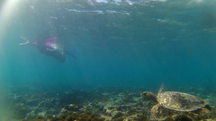 Hawksbill Sea Turtle