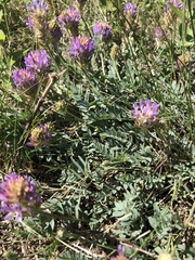 Astragalus laxmannii