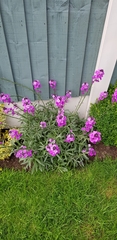 Erysimum linifolium