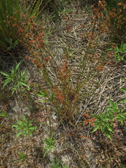Juncus acuminatus