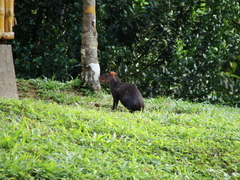 Dasyprocta fuliginosa