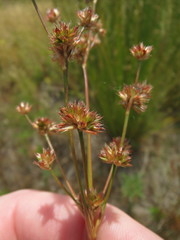 Juncus acuminatus