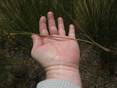 Juncus acuminatus