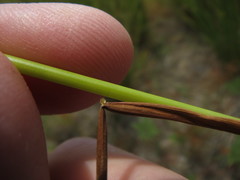 Juncus acuminatus
