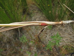 Juncus acuminatus