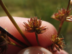 Juncus acuminatus