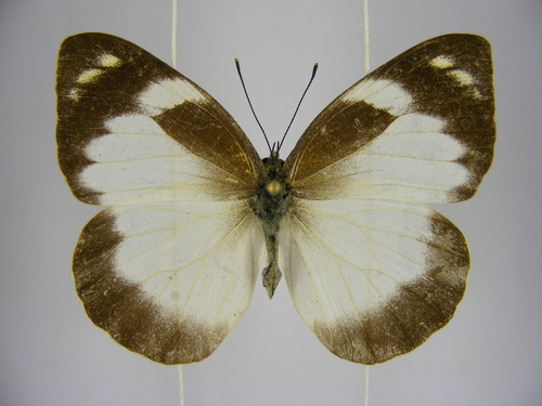 Diverse White