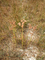 Juncus acuminatus