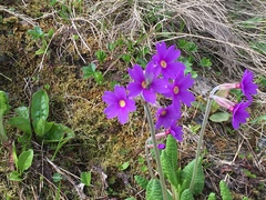 Primula amoena