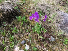 Primula amoena