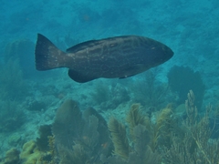 Mycteroperca bonaci