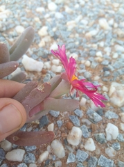 Malephora purpureocrocea