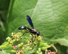 Sphecini