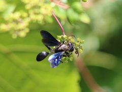 Sphecini