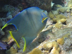 Holacanthus bermudensis