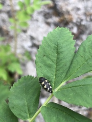 Acmaeoderini